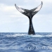 whale_humpback_h_00891_dom3037.jpg